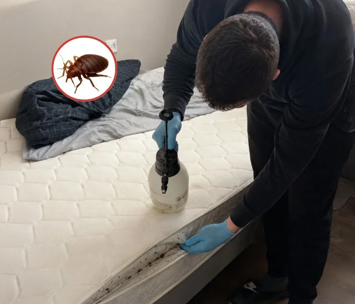 Technicien traitant un matelas contre les punaises de lit à Villejuif